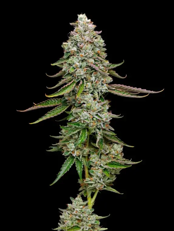 True OG Feminised Cannabis Seeds - Mavericks Seeds.