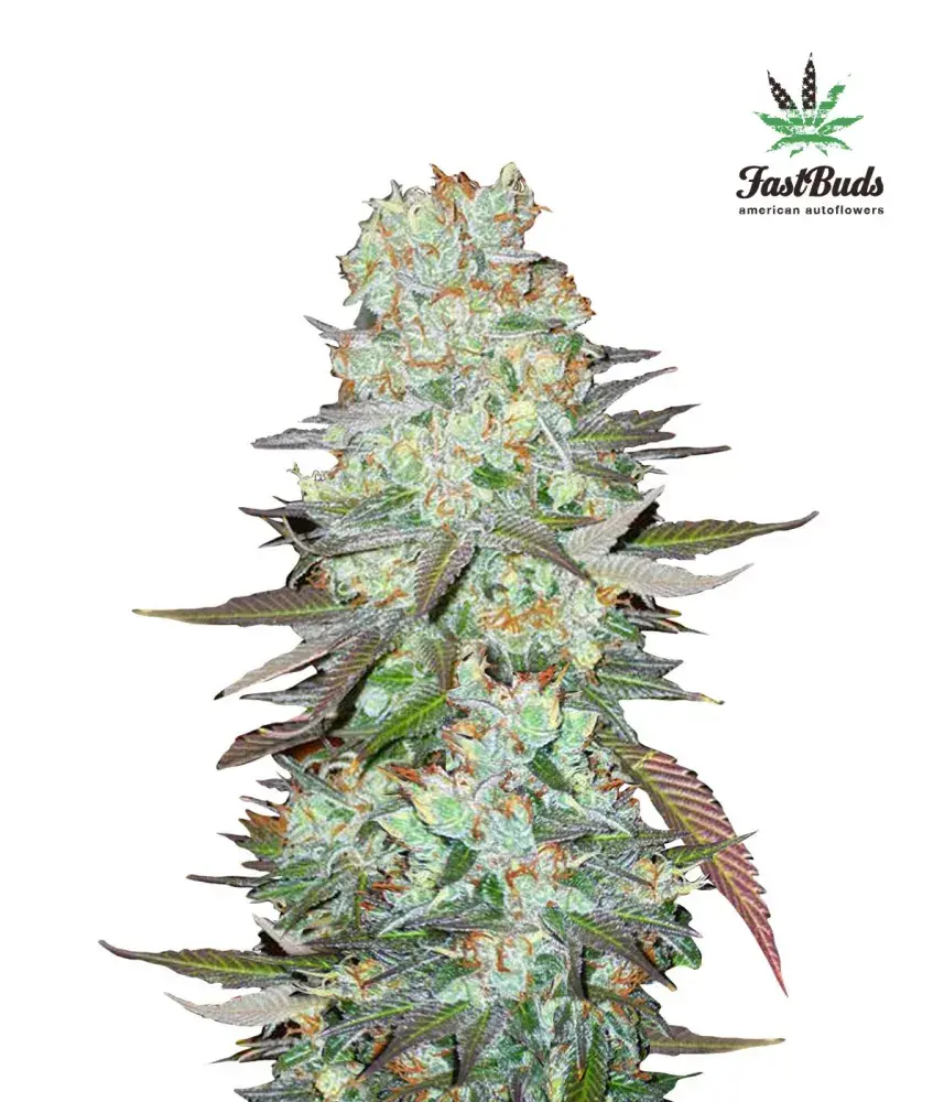 G14 Auto Feminised Cannabis Seeds | Fast Buds