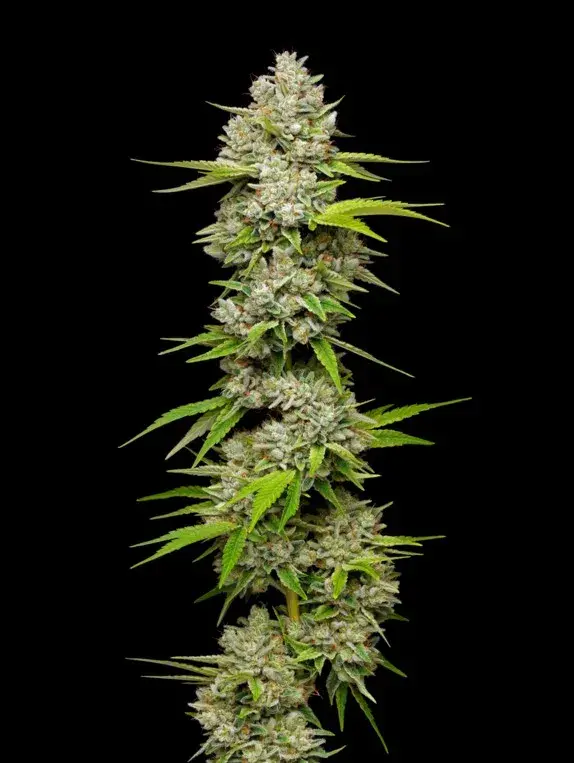 Lemon Blueberry Feminised Cannabis Seeds - Mavericks Seeds.