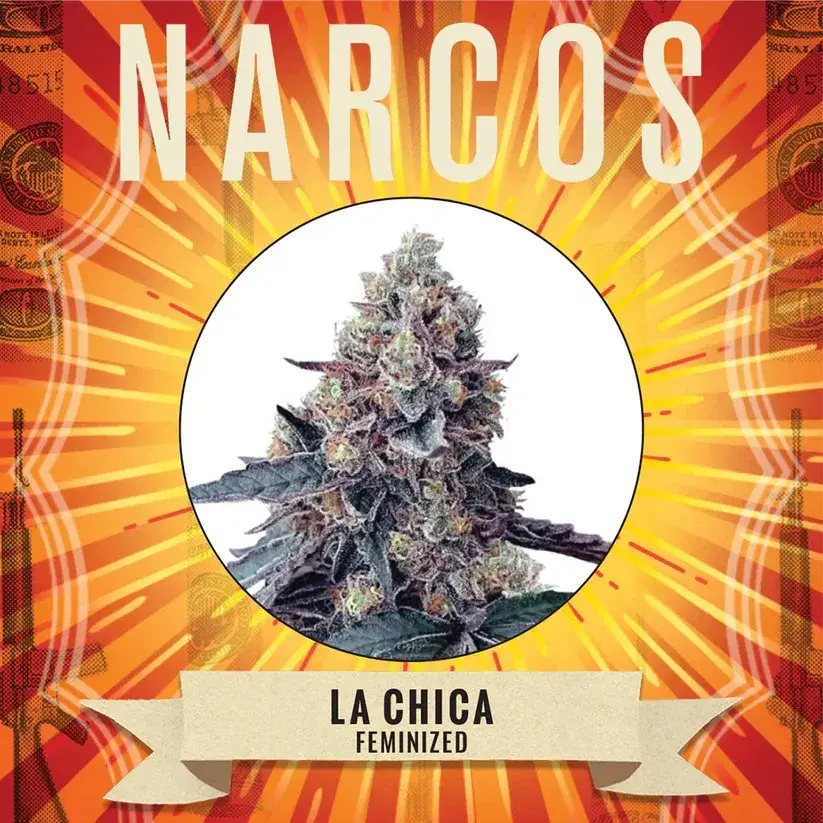 La Chica Feminised Cannabis Seeds - NARCOS Seeds.