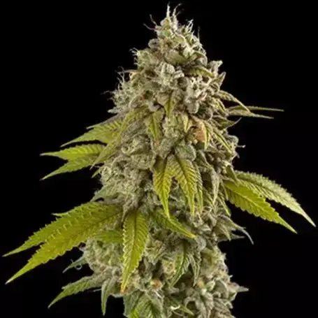Gelato Auto Feminised Cannabis Seeds | Spliff Seeds.