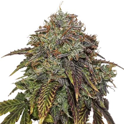 Gelato # 41 Auto Feminised Cannabis Seeds | Seed Stockers