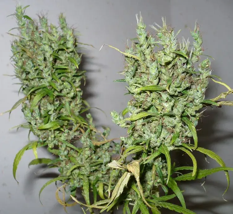 CBG Ghana Regular Cannabis Seeds