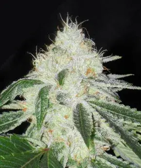 Buy Apothecary Genetics Ghost OG Regular Cannabis Seeds