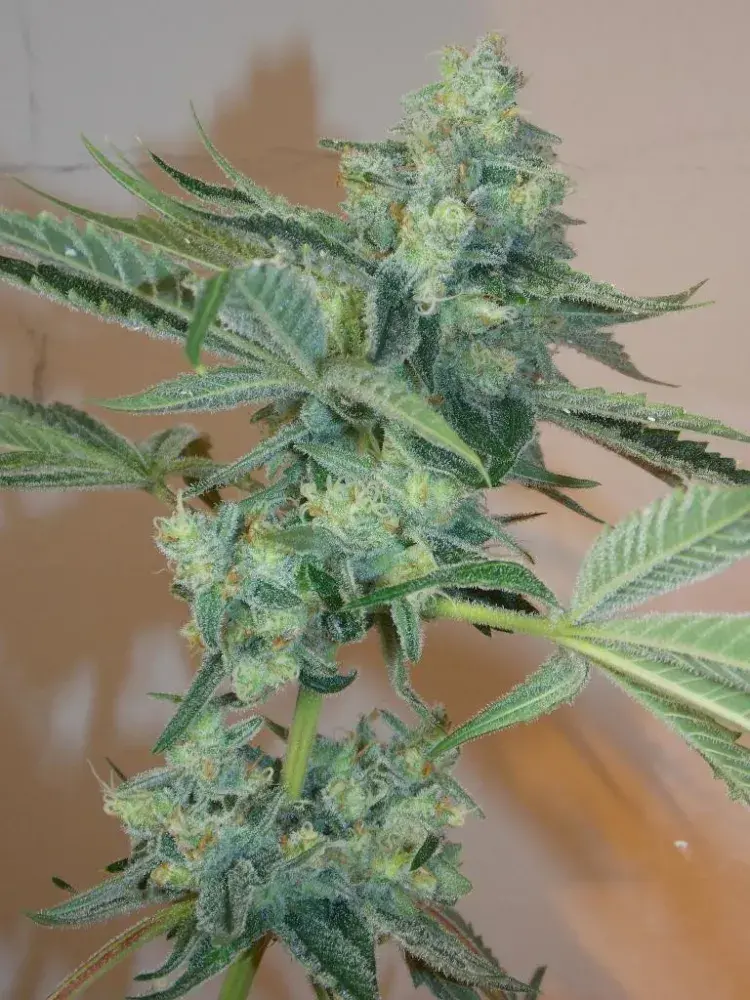 Girl Scout Cookies Auto Feminised Cannabis Seeds | Fast Buds