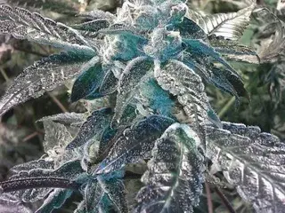 Girl Scout Cookies Feminised Cannabis Seeds | BC Bud Depot