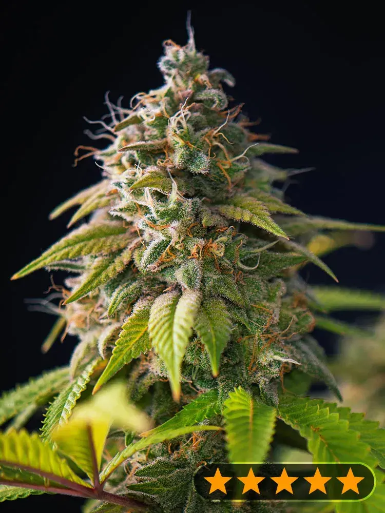 Gorilla Zkittlez Feminised Cannabis Seeds - Power Strains