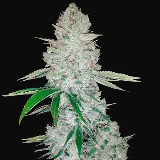 GG #1 Auto Feminised Cannabis Seeds - Power Strains.