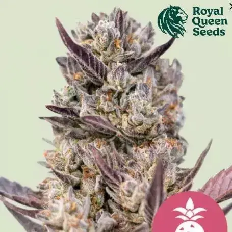 Tropicana Cookies Purple Auto Feminised Cannabis Seeds | Royal Queen Seeds.