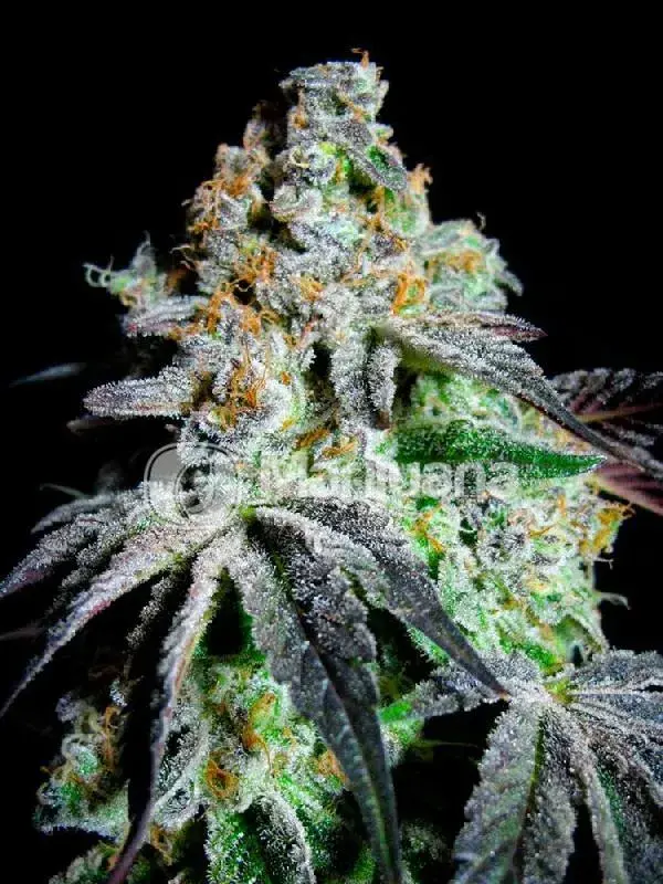 Originial Grand Daddy Purp Feminised Cannabis Seeds | Grand Daddy Purp