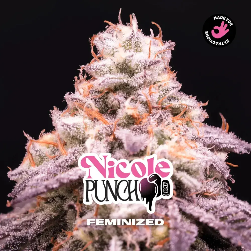 Nicole Punch Feminised Cannabis Seeds - BSF Seeds Feminised Cannabis Seeds - BSF Seeds