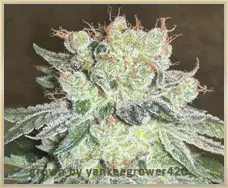 Gage Green Grape Puff Cannabis Seeds