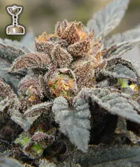 Buy Apothecary Genetics Seeds Grape Ape Regular Cannabis Seeds