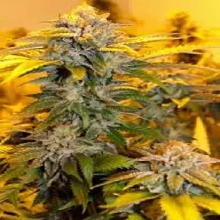 Grapefruit Guava Regular Cannabis Seeds | Next Generation Seeds