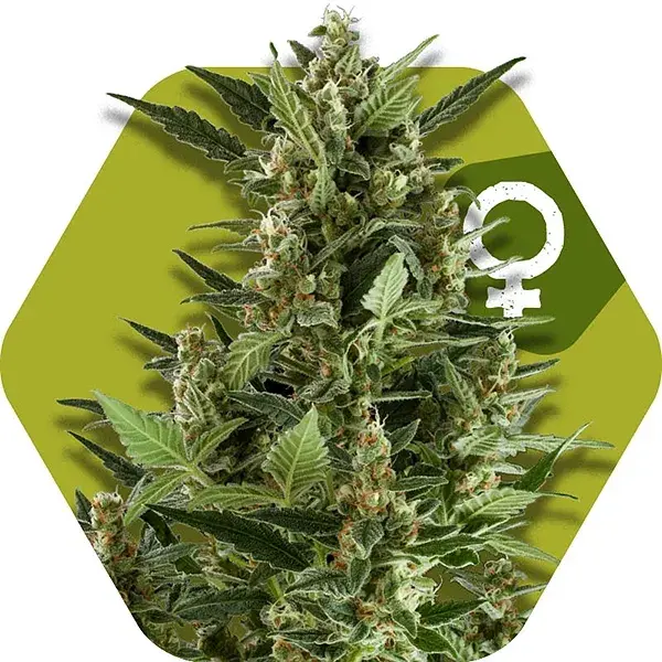 Green AK XL Feminised Cannabis Seeds | Zambeza Seeds
