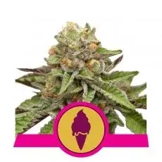 Green Gelato Feminised Cannabis Seeds | Royal Queen Seeds