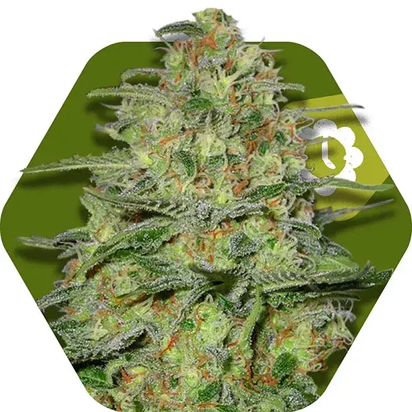 Green Monster Auto Feminised Cannabis Seeds | Zambeza Seeds