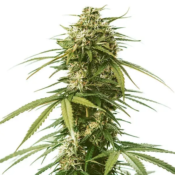 Gushers Feminised Cannabis Seeds | Royal Queen Seeds