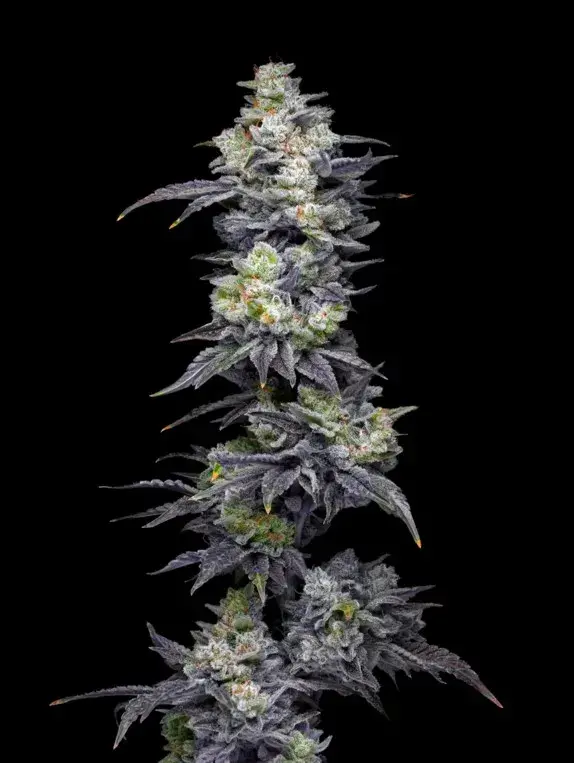 Twix Milkshake Feminised Cannabis Seeds - Mavericks Seeds.