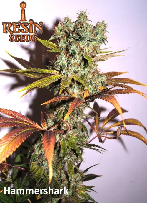 Hammershark Feminised Cannabis Seeds | Resin Seeds