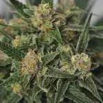 Harlequin Bx4 Regular Cannabis Seeds |  BC Bud Depot