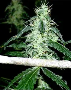 Hash Heaven Feminised Cannabis Seeds | Soma Seeds