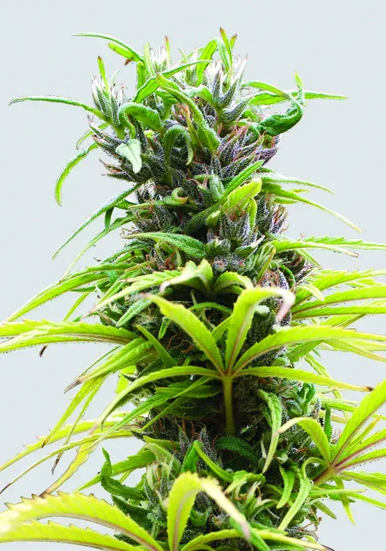 Hawaii Maui Waui Regular Cannabis Seeds | Nirvana
