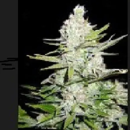 Haze Regular Cannabis Seeds | Apothecary Genetics Seeds