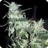 Haze Special Feminised Cannabis Seeds | KC Brains Seeds