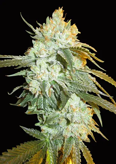 Buy Big Head Seeds Head Stash Auto Feminised Cannabis Seeds