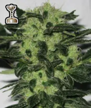 Headband 707 Regular Cannabis Seeds | Apothecary Genetics Seeds