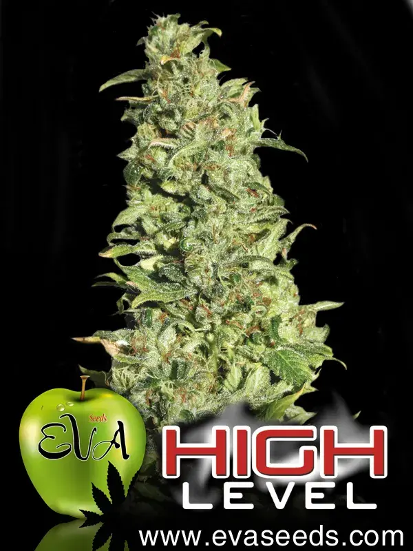 High Level Feminised Cannabis Seeds