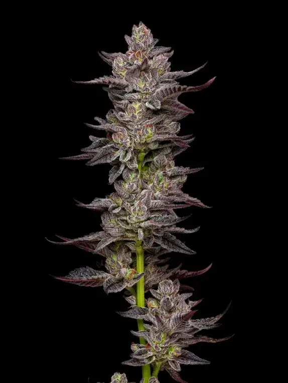 Oreoz Feminised Cannabis Seeds - Mavericks Seeds.