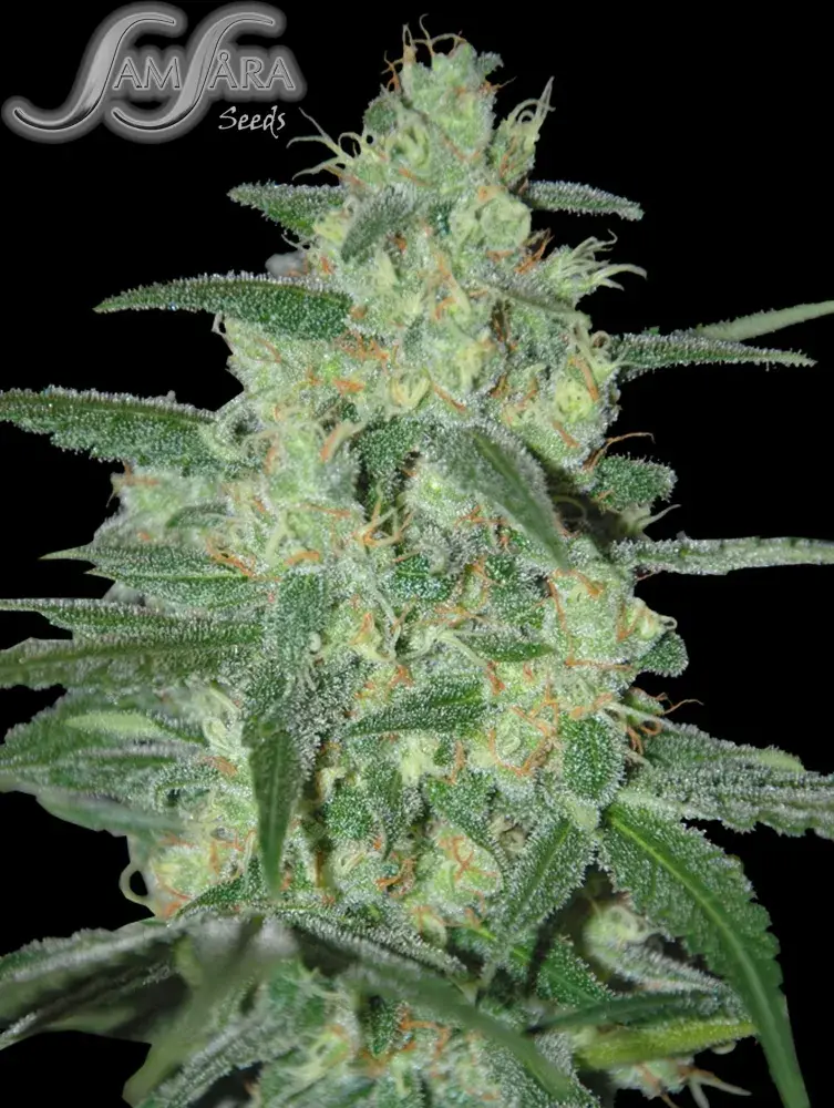 Holy Grail 69 Feminised Cannabis Seeds