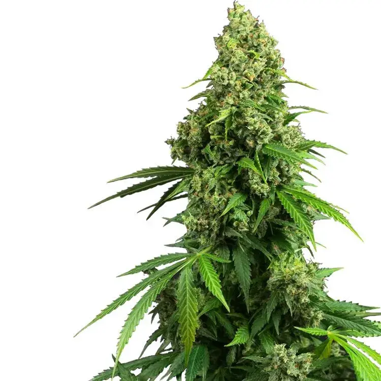 Honey Melon Kush Auto Feminised Cannabis Seeds - Sensi Seeds Research