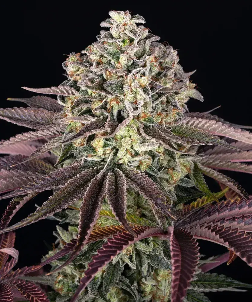 GrandDaddy Purple Feminised Cannabis Seeds | Barneys Farm.