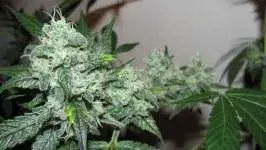  Ice Feminised Cannabis Seeds | Nirvana
