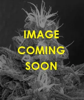 Cannaberry Regular Cannabis Seeds | Apothecary Genetics Seeds