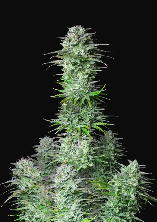 Auto Kosher Cake Feminised Cannabis Seeds | Fast Buds	