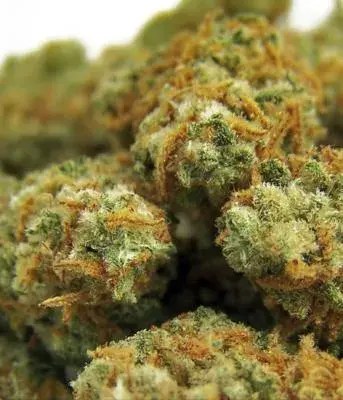 Indian Kush Feminised Cannabis Seeds