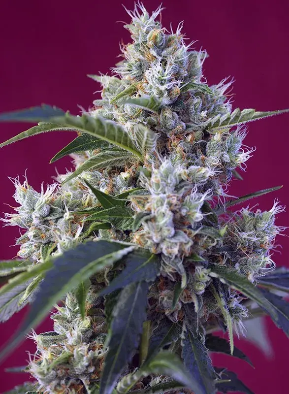 Indica Berry Kush Feminised Cannabis Seeds | Sweet Seeds