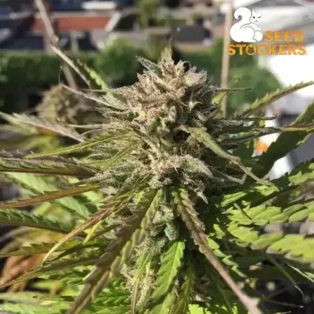Zmakdaun Feminised Cannabis Seeds | Seed Stockers.