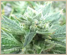 Gage Green Irie OG Cannabis Seeds