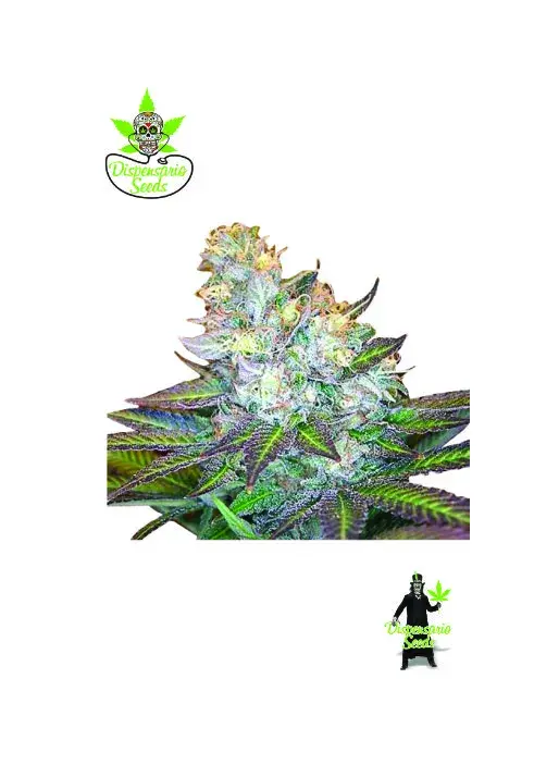 Island Wreckage Feminised Cannabis Seeds | Dispensario Seeds