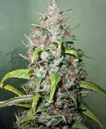 Island Sweet Skunk Feminised Cannabis Seeds | Next Generation Seeds