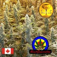 Island Sweet Skunk Regular Cannabis Seeds | Next Generation Seeds