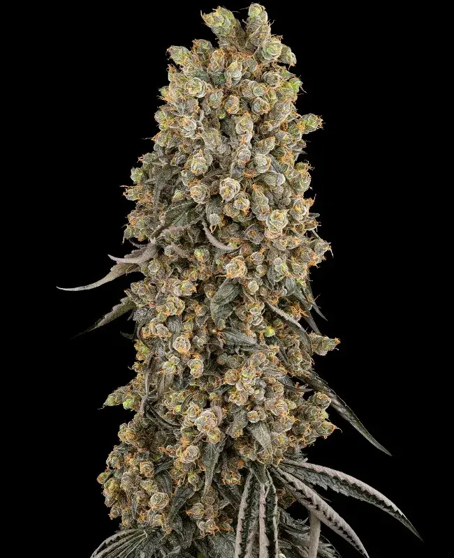Atomic Blue Dream Feminised Cannabis Seeds - Sensi Seeds