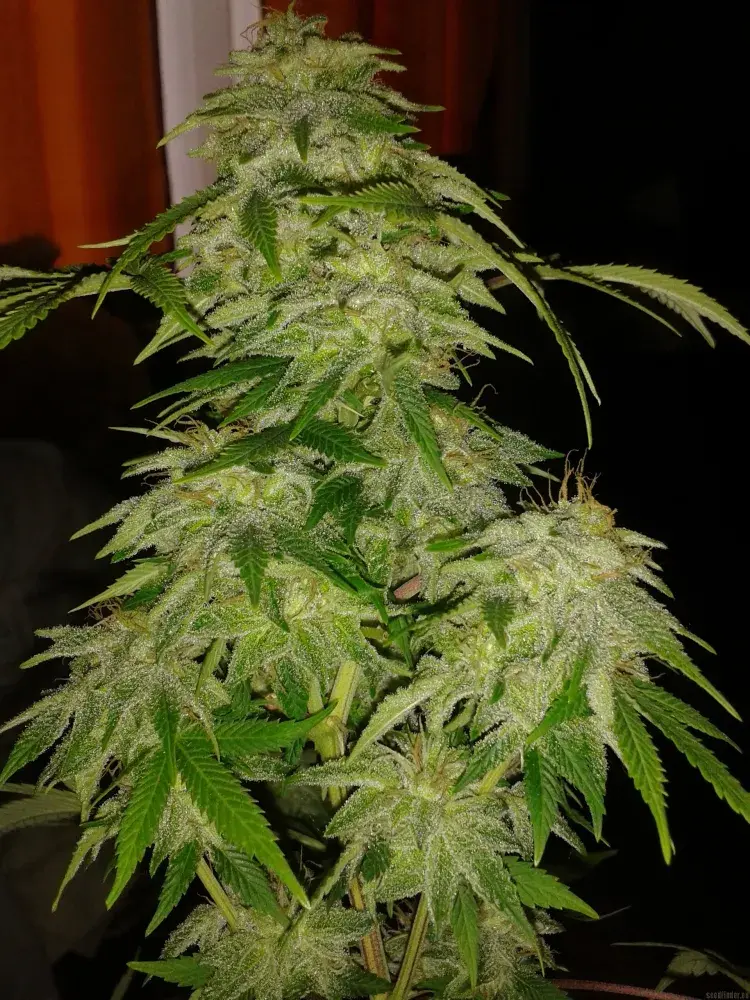 Jack Widow Feminised Cannabis Seeds