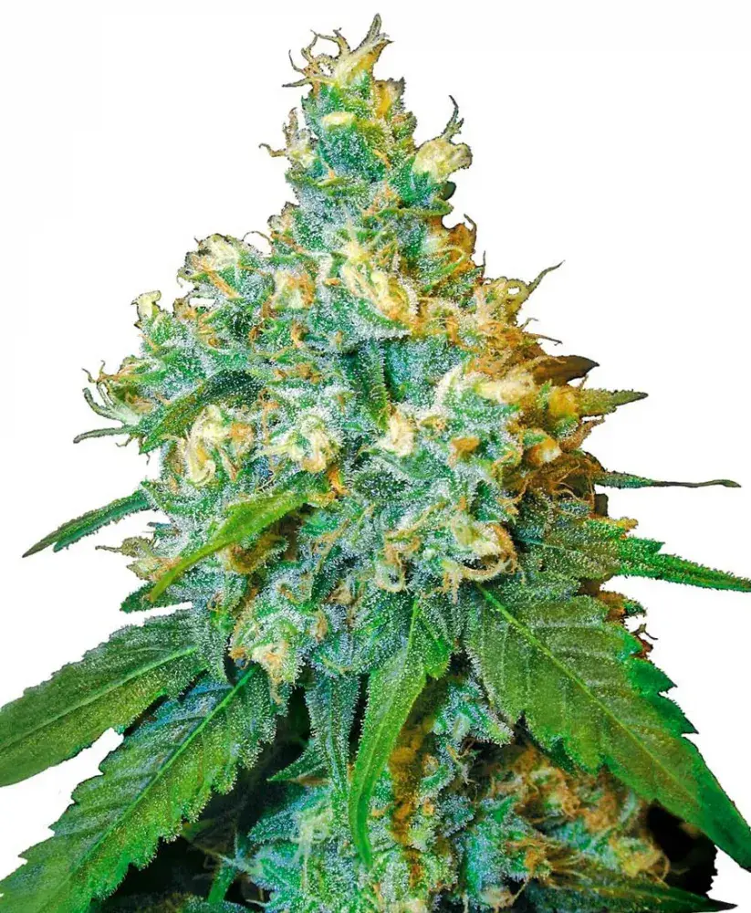 Black Jack Herer Feminised Cannabis Seeds | Sensi Seeds 