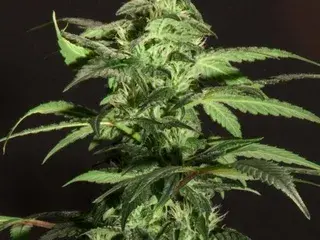 Jack Herer Feminised Cannabis Seeds | Seedsman